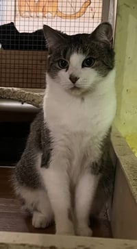 Tiki - Photo 4