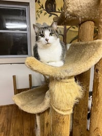 Tiki - Photo 2