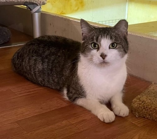 TIKI - Domestic Short Hair for adoption in Bethlehem