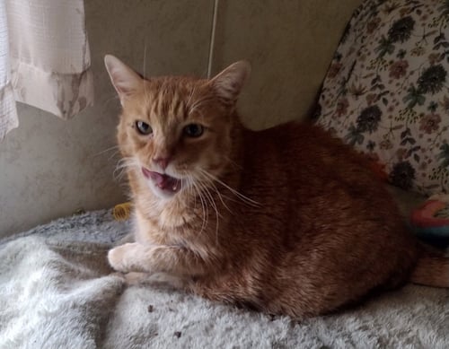 MIKEY (BUGSY) - Domestic Short Hair available for adoption