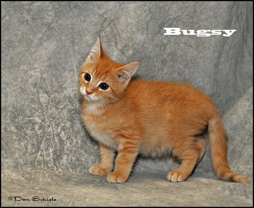 MIKEY (BUGSY) - Domestic Short Hair available for adoption