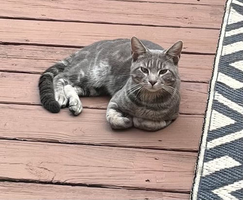 BABY* - Domestic Short Hair available for adoption