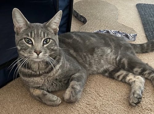 BABY* - Domestic Short Hair available for adoption