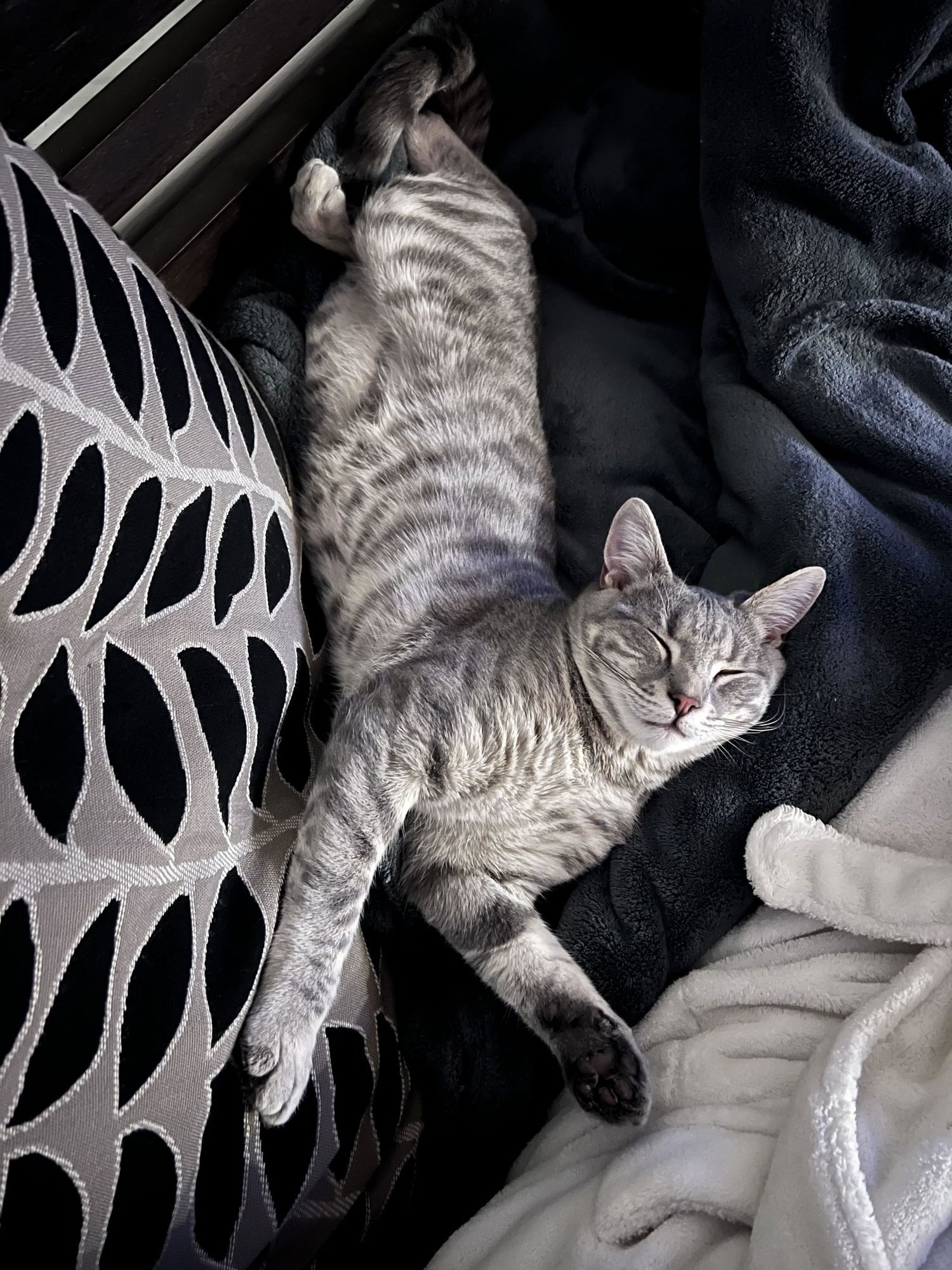 ALLAN* - Domestic Short Hair for adoption in Allentown