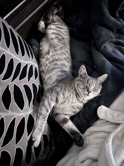 ALLAN - Domestic Short Hair available for adoption