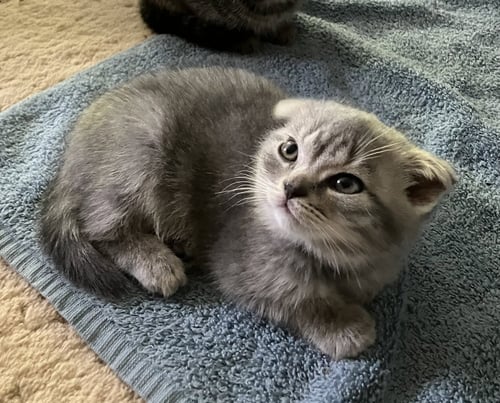 MAISIE- PENDING ADOPTION! - Tabby / Scottish Fold available for adoption