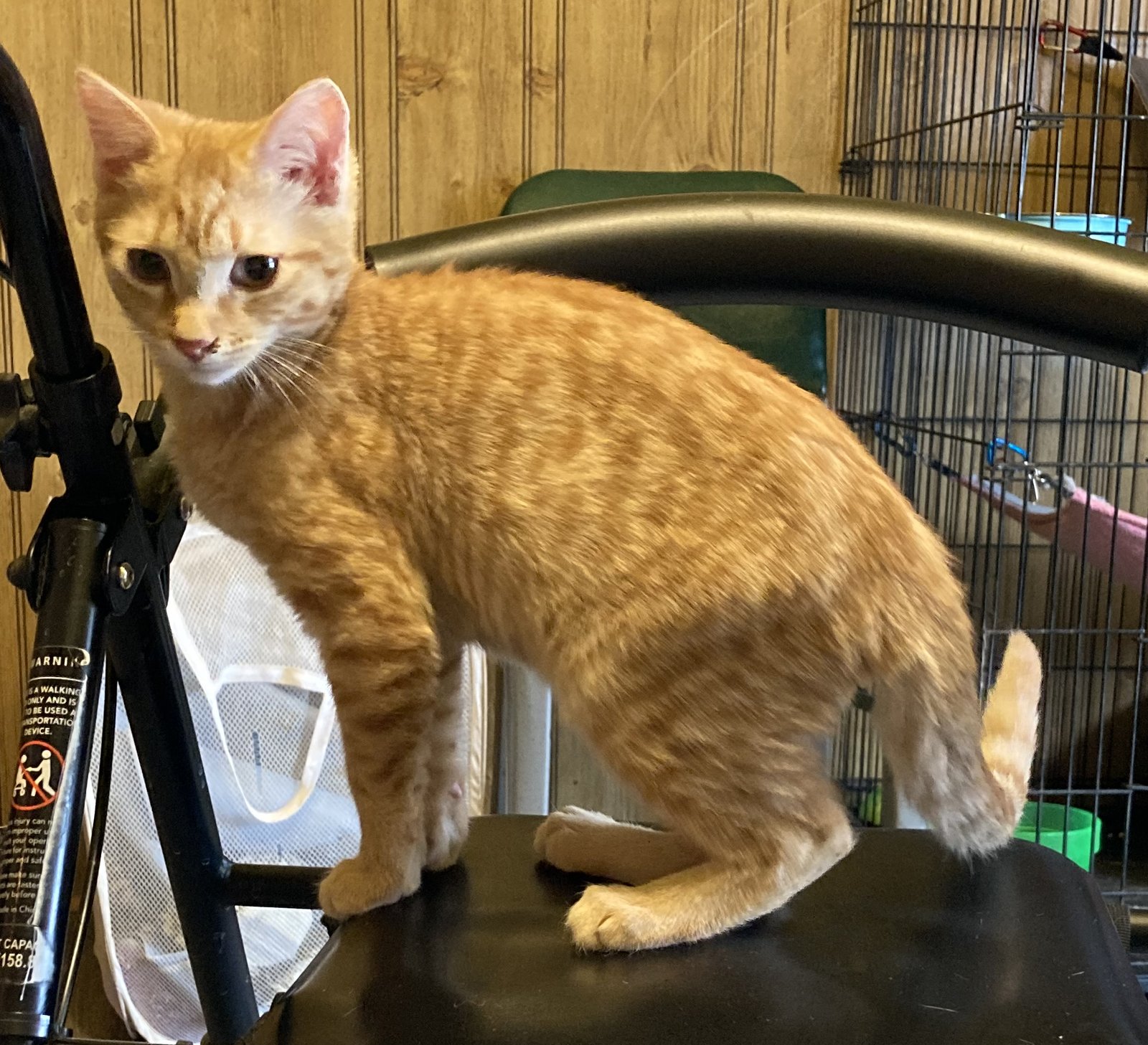 ASH - Domestic Short Hair for adoption in Allentown