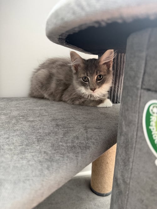PIP - Domestic Short Hair available for adoption