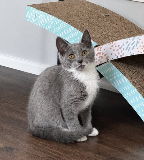 PIP - Domestic Short Hair available for adoption