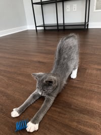 Pip - Photo 4