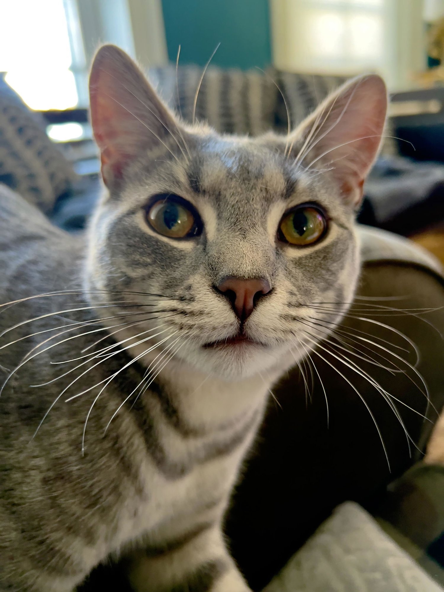 STEVE - Domestic Short Hair available for adoption