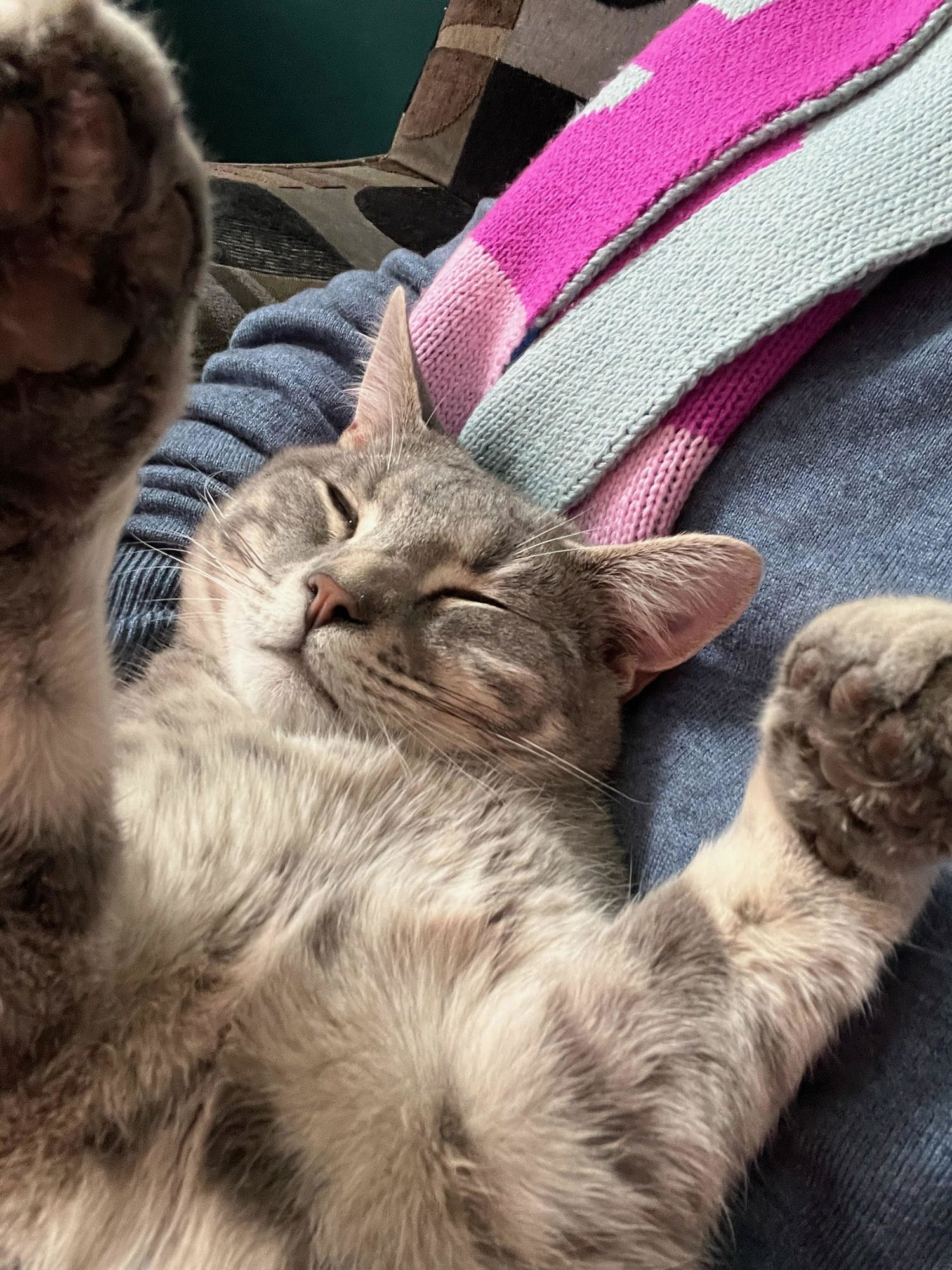 STEVE - Domestic Short Hair available for adoption