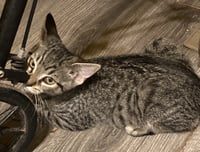 Scout - Photo 1