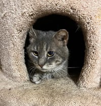 Elmer (FIV+) - Photo 2