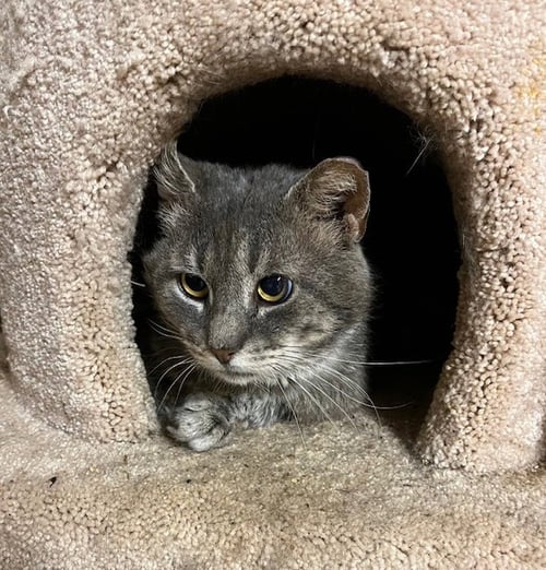 ELMER (FIV+) - Domestic Short Hair / Tabby available for adoption