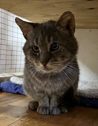 Elmer (FIV+) - Photo 4