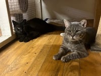 Elmer (FIV+) - Photo 3