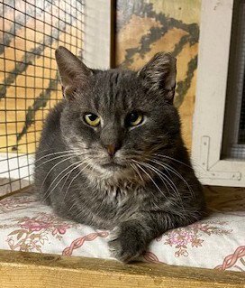 Elmer (FIV+) Image