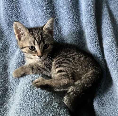 CALLLUM - Tabby / Scottish Straight available for adoption