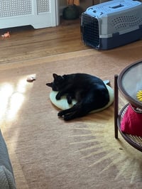 Luna* - Photo 3