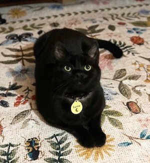 LUNA* - Domestic Short Hair for adoption in Allentown