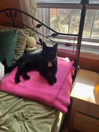 Luna* - Photo 2
