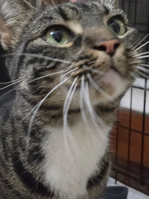 BRENDA - Domestic Short Hair / Tabby available for adoption