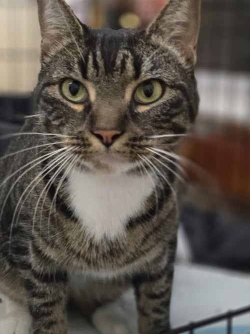 BRENDA - Domestic Short Hair / Tabby available for adoption