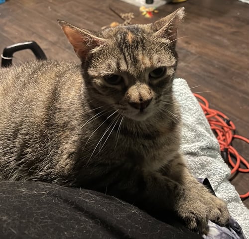GIRL* - Domestic Short Hair available for adoption