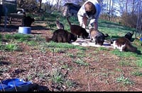 Barn/Outdoor Cats Urgently in Need of New Homes - Photo 1
