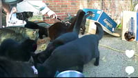 Barn/Outdoor Cats Urgently in Need of New Homes - Photo 2