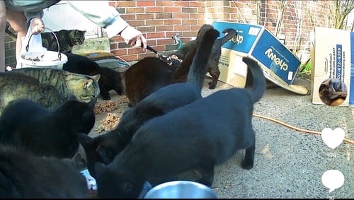 BARN/OUTDOOR CATS URGENTLY IN NEED OF NEW HOMES - Domestic Short Hair / Domestic Long Hair available for adoption