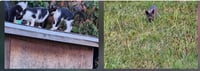 Barn/Outdoor Cats Urgently in Need of New Homes - Photo 3