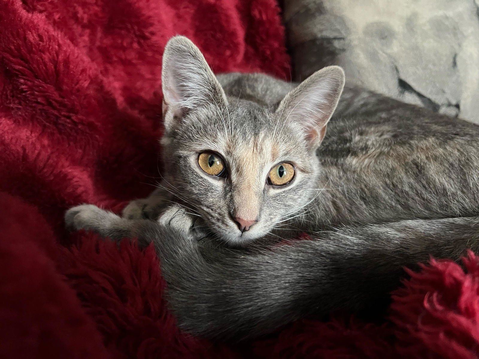 MIDGE - Domestic Short Hair available for adoption