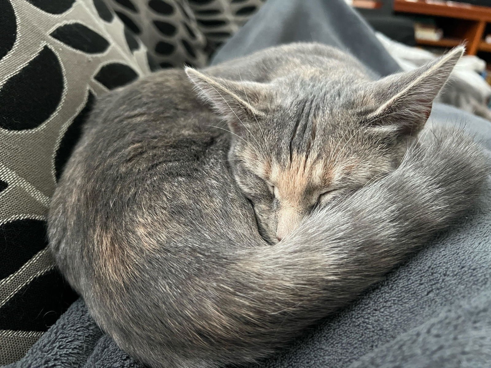 MIDGE - Domestic Short Hair available for adoption