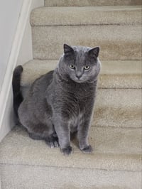 Smokey* - Photo 1