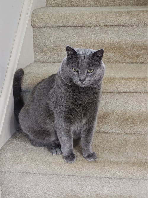 SMOKEY* - Domestic Short Hair for adoption in Bethlehem