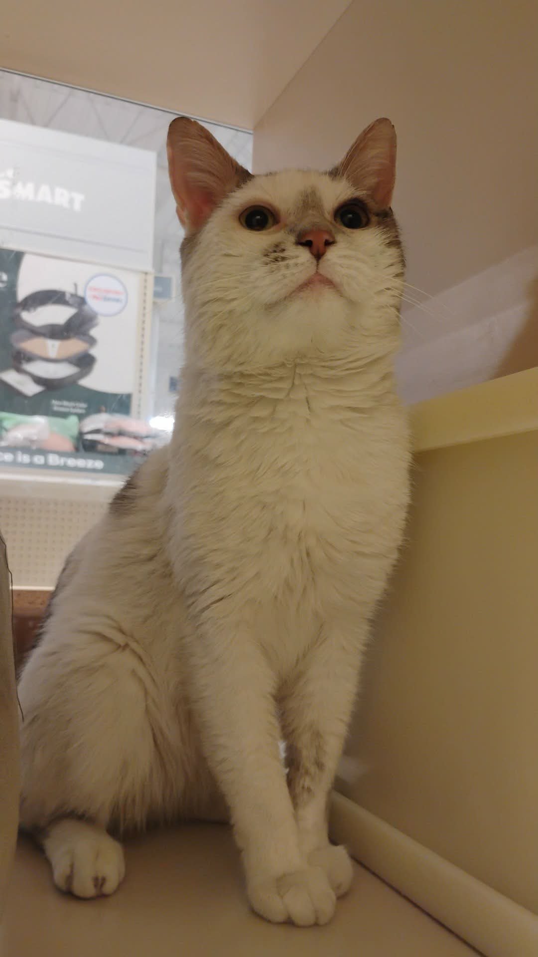 CHICKIE - Domestic Short Hair available for adoption