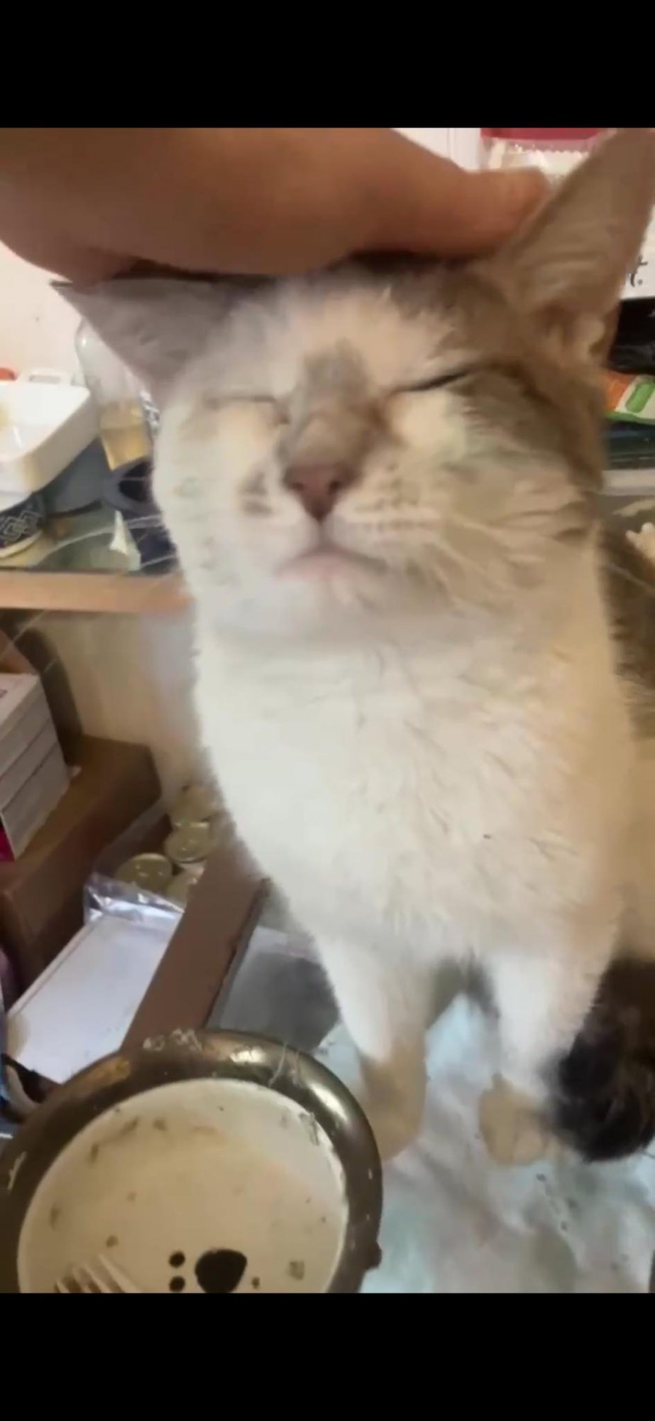 CHICKIE - Domestic Short Hair available for adoption