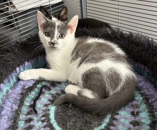 BADGER - Domestic Short Hair available for adoption