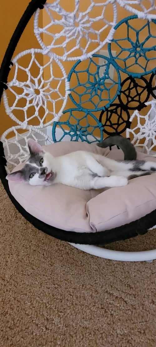BADGER - Domestic Short Hair available for adoption