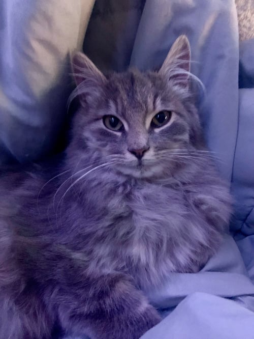 MAGNUS* - Domestic Long Hair available for adoption