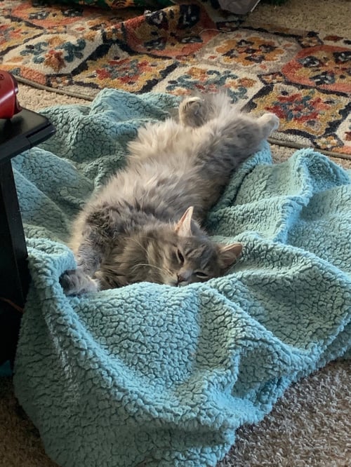 MAGNUS* - Domestic Long Hair available for adoption