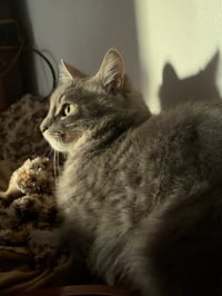 Magnus* - Photo 4