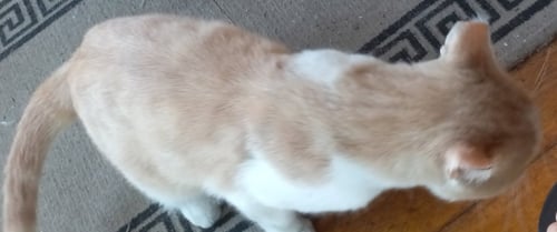 VALENTINO* - THE BLUES MAN - Domestic Short Hair available for adoption