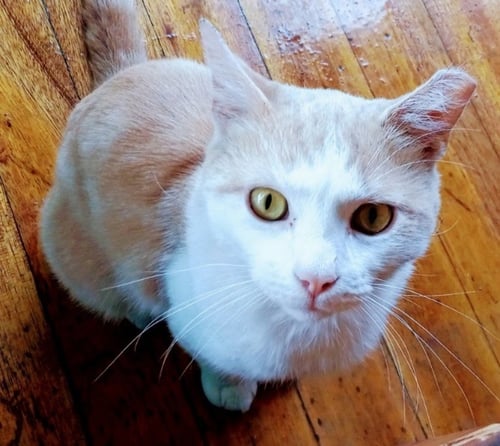 VALENTINO* - THE BLUES MAN - Domestic Short Hair available for adoption