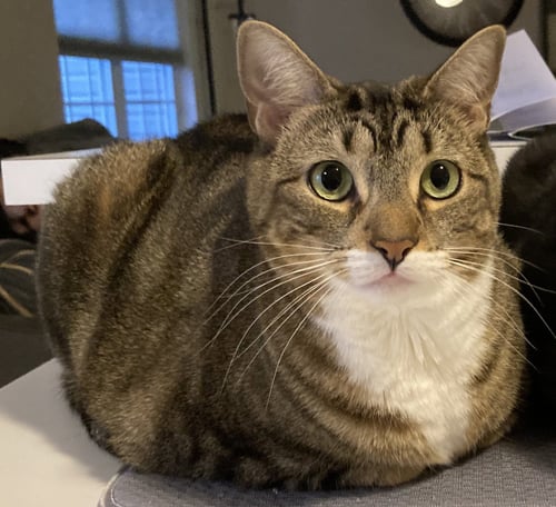 ARWEN (ARI)* - Domestic Short Hair available for adoption