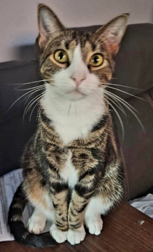 MISH* - Domestic Short Hair for adoption in Bethlehem