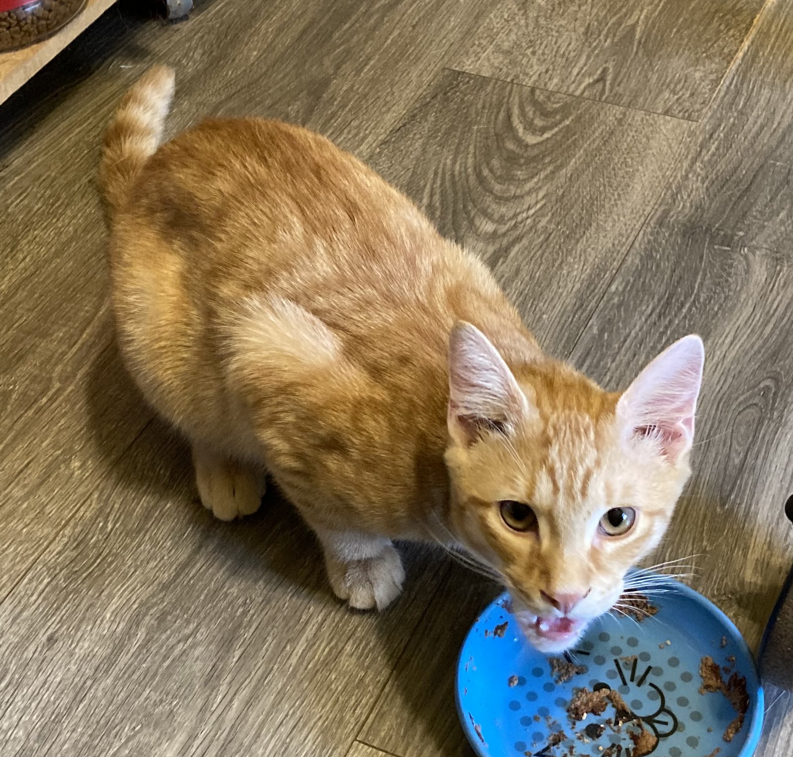 ORI - Domestic Short Hair for adoption in Allentown