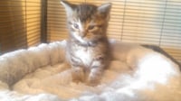 Lilly - Photo 4